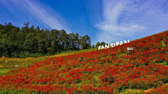 Khám phá con đường hoa đi đến đỉnh Fansipan